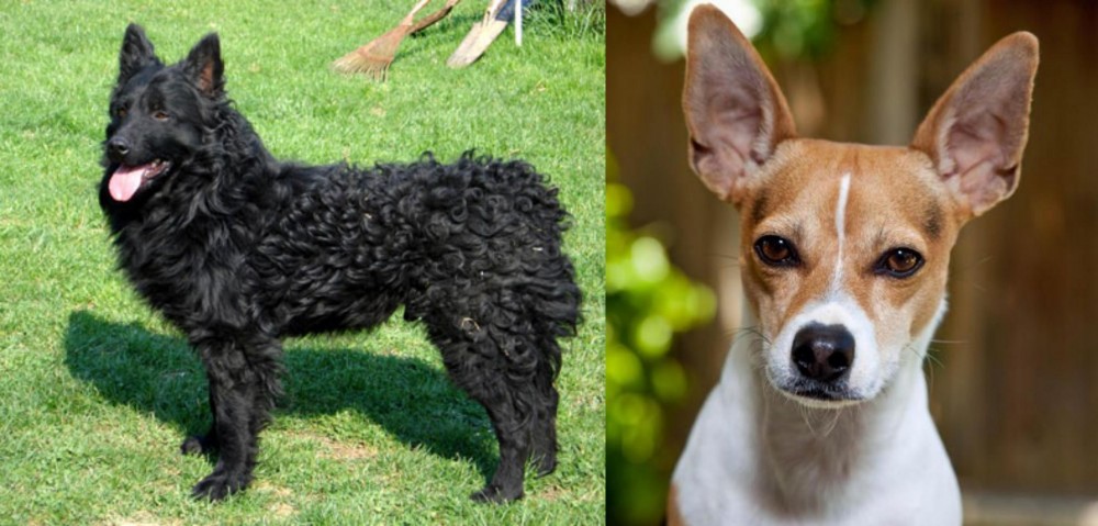 Rat Terrier vs Croatian Sheepdog - Breed Comparison