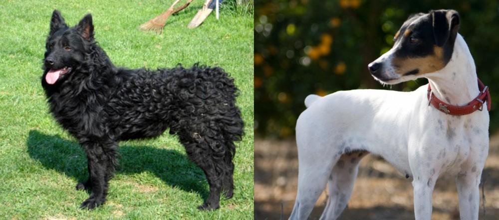 Ratonero Bodeguero Andaluz vs Croatian Sheepdog - Breed Comparison