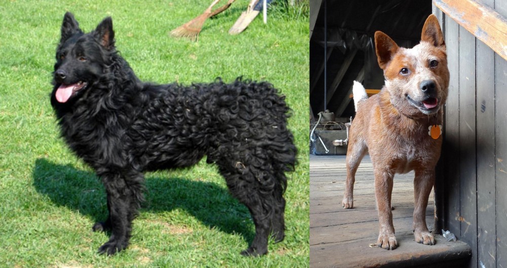 Red Heeler vs Croatian Sheepdog - Breed Comparison