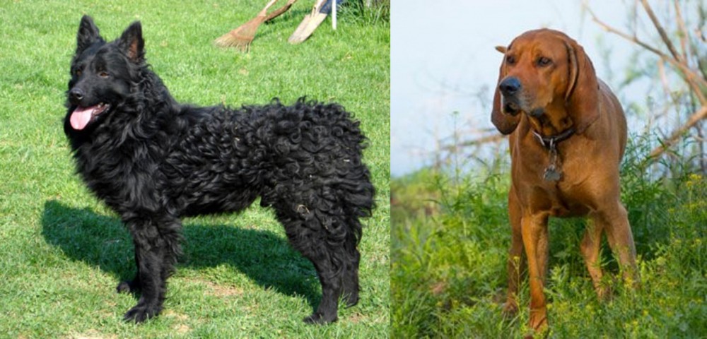 Redbone Coonhound vs Croatian Sheepdog - Breed Comparison