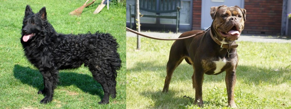 Renascence Bulldogge vs Croatian Sheepdog - Breed Comparison