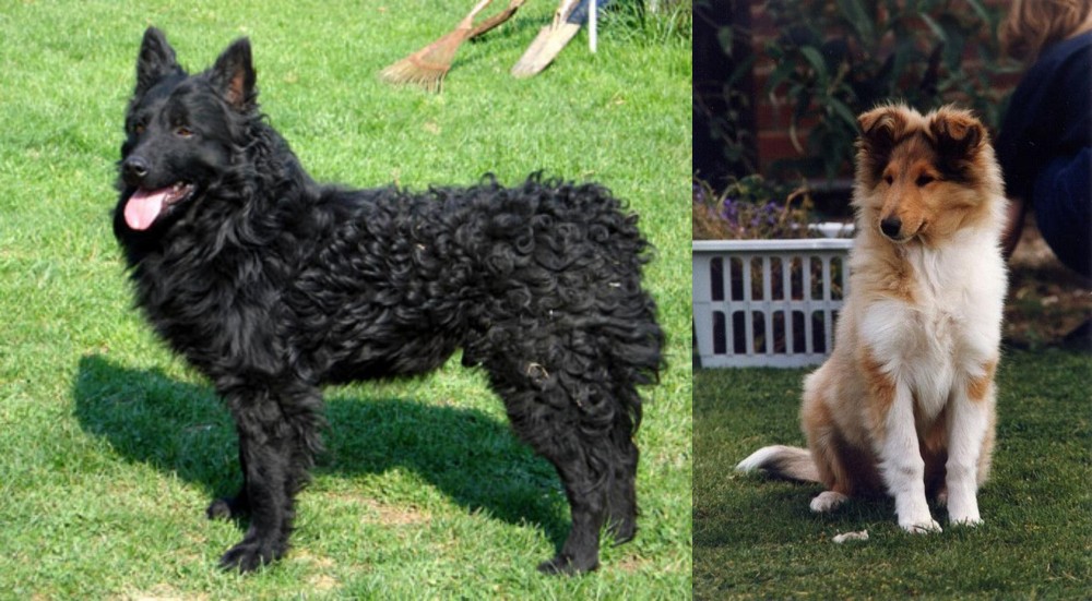 Rough Collie vs Croatian Sheepdog - Breed Comparison
