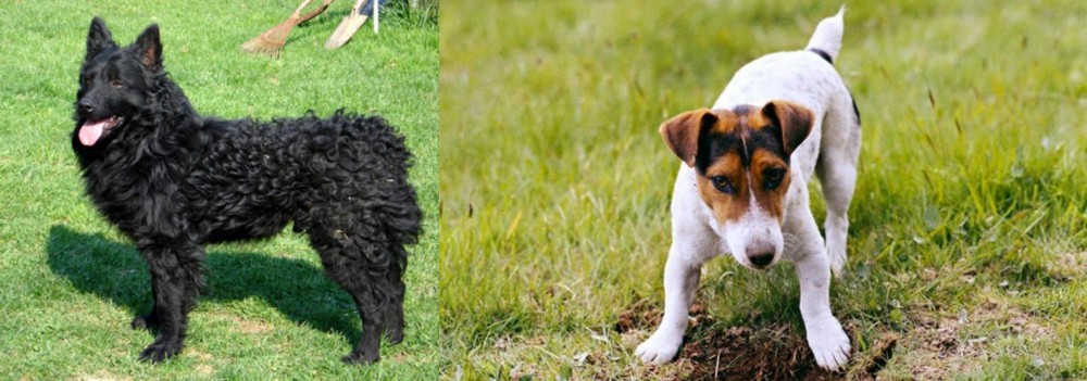 Russell Terrier vs Croatian Sheepdog - Breed Comparison