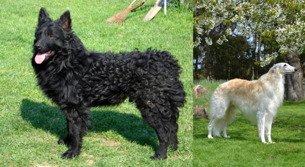 Russian Hound vs Croatian Sheepdog - Breed Comparison