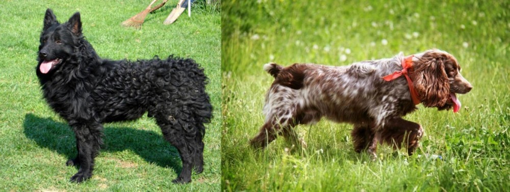 Russian Spaniel vs Croatian Sheepdog - Breed Comparison