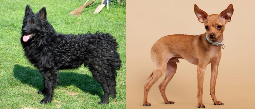 Russian Toy Terrier vs Croatian Sheepdog - Breed Comparison