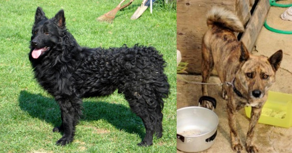 Ryukyu Inu vs Croatian Sheepdog - Breed Comparison