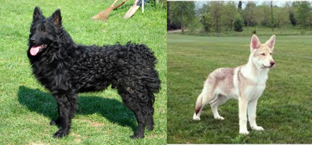 Saarlooswolfhond vs Croatian Sheepdog - Breed Comparison