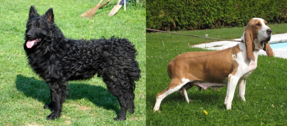 Sabueso Espanol vs Croatian Sheepdog - Breed Comparison
