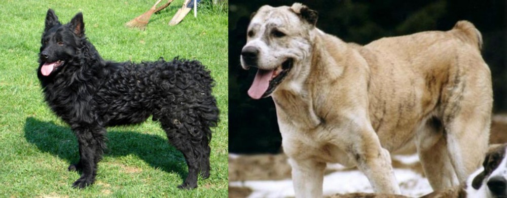 Sage Koochee vs Croatian Sheepdog - Breed Comparison