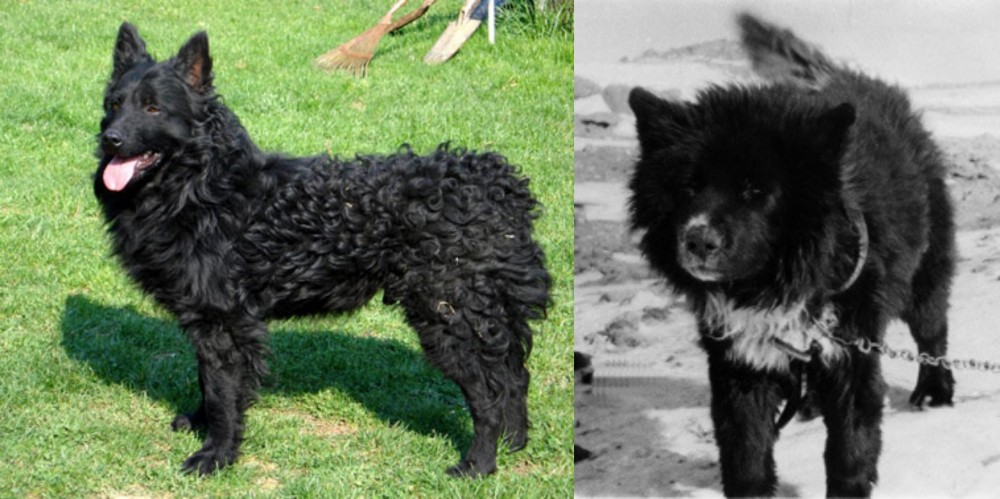 Sakhalin Husky vs Croatian Sheepdog - Breed Comparison