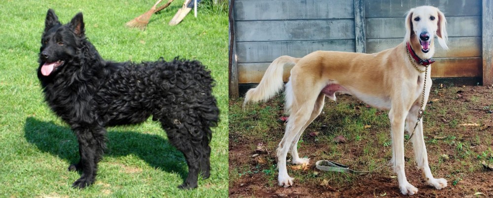 Saluki vs Croatian Sheepdog - Breed Comparison