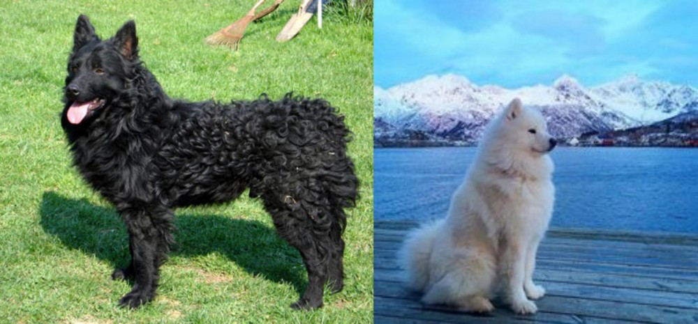 Samoyed vs Croatian Sheepdog - Breed Comparison