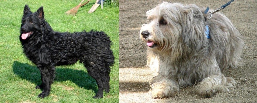 Sapsali vs Croatian Sheepdog - Breed Comparison