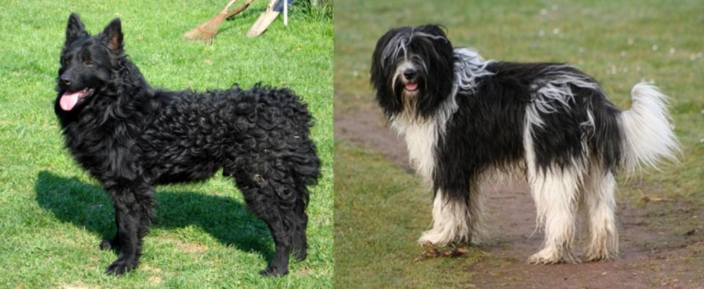 Schapendoes vs Croatian Sheepdog - Breed Comparison