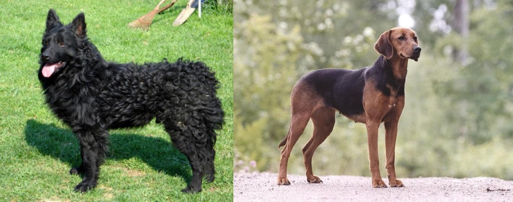 Schillerstovare vs Croatian Sheepdog - Breed Comparison
