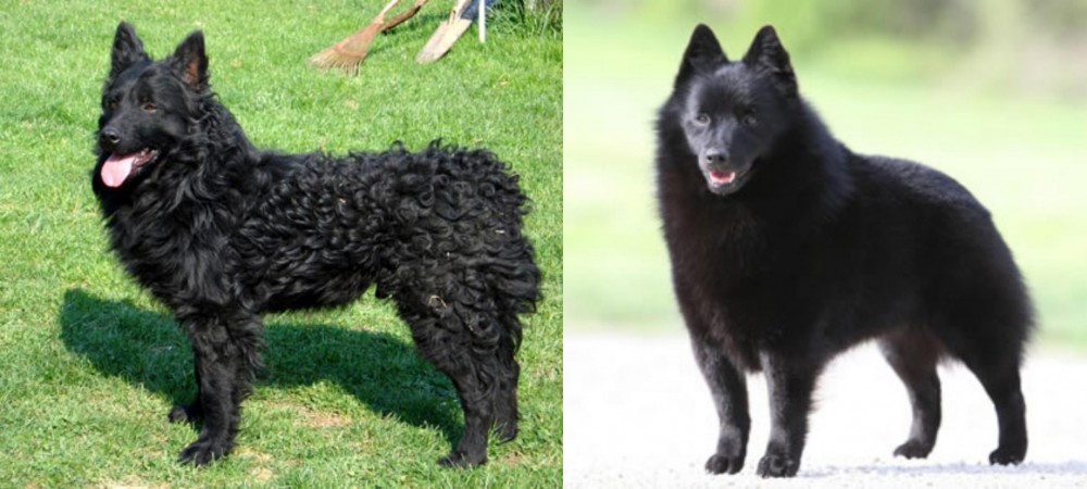 Schipperke vs Croatian Sheepdog - Breed Comparison