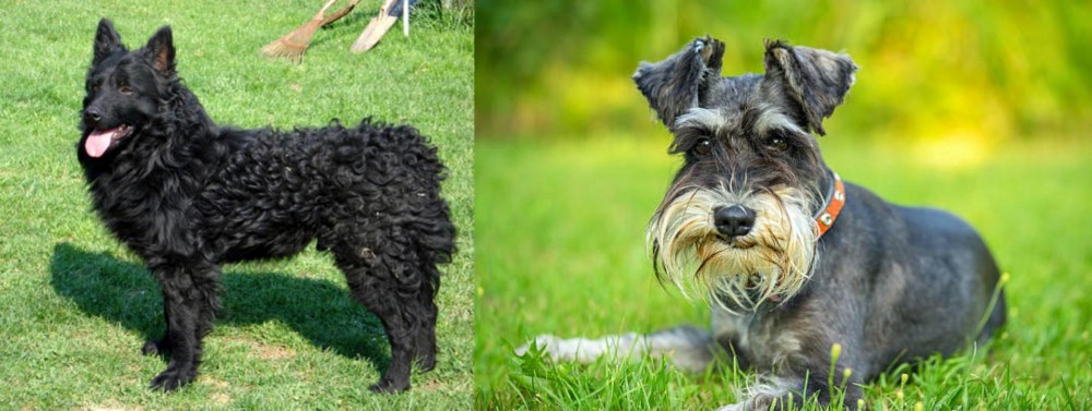 Schnauzer vs Croatian Sheepdog - Breed Comparison