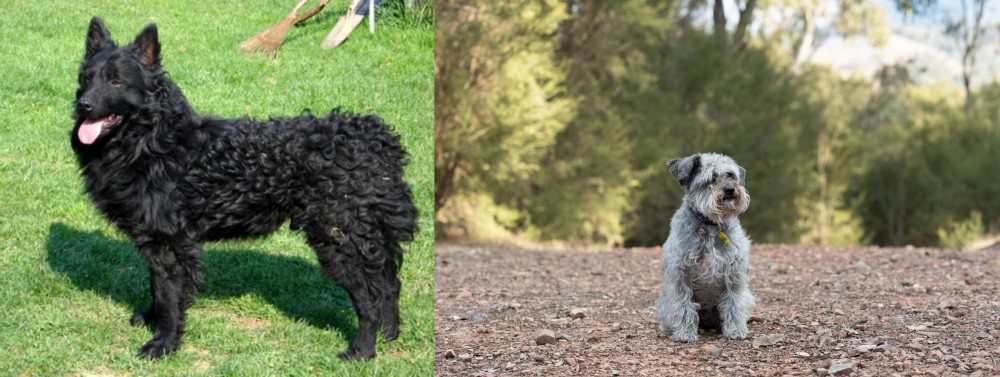 Schnoodle vs Croatian Sheepdog - Breed Comparison