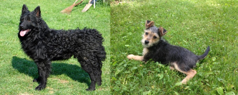 Schnorkie vs Croatian Sheepdog - Breed Comparison