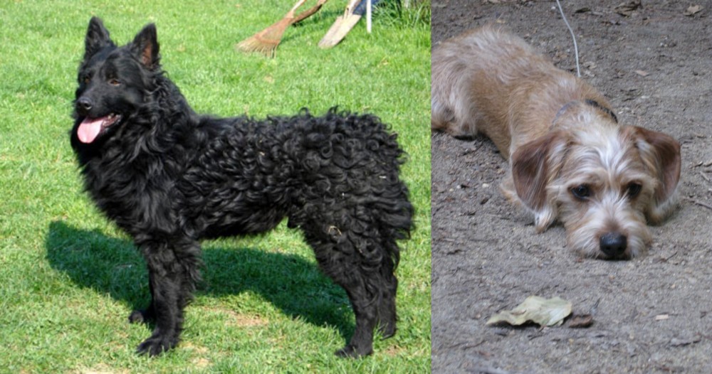 Schweenie vs Croatian Sheepdog - Breed Comparison