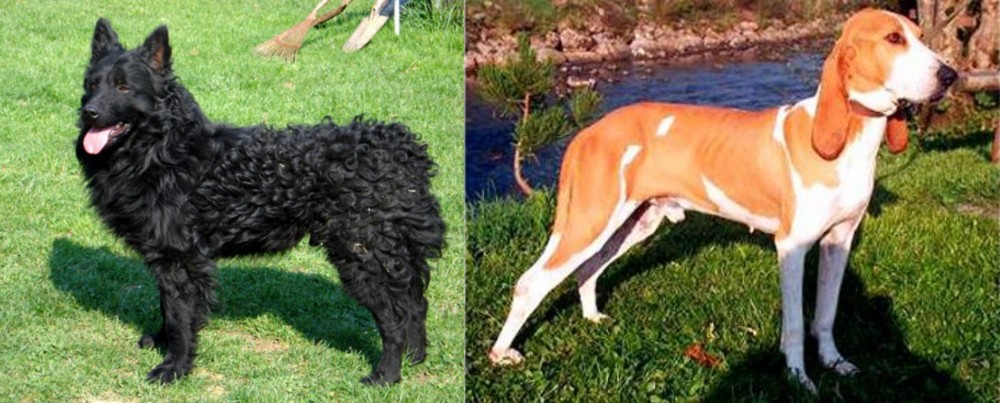 Schweizer Laufhund vs Croatian Sheepdog - Breed Comparison