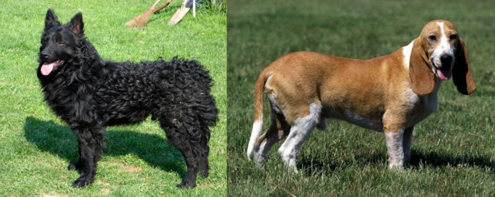 Schweizer Niederlaufhund vs Croatian Sheepdog - Breed Comparison