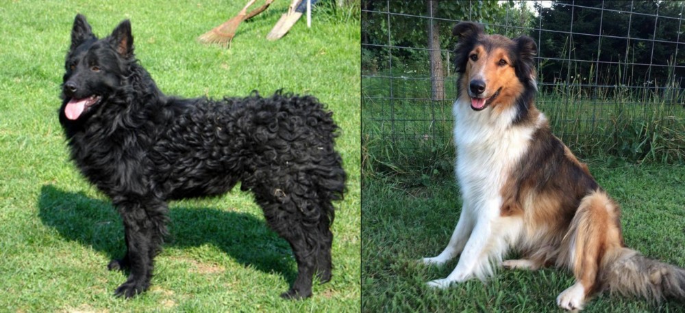Scotch Collie vs Croatian Sheepdog - Breed Comparison