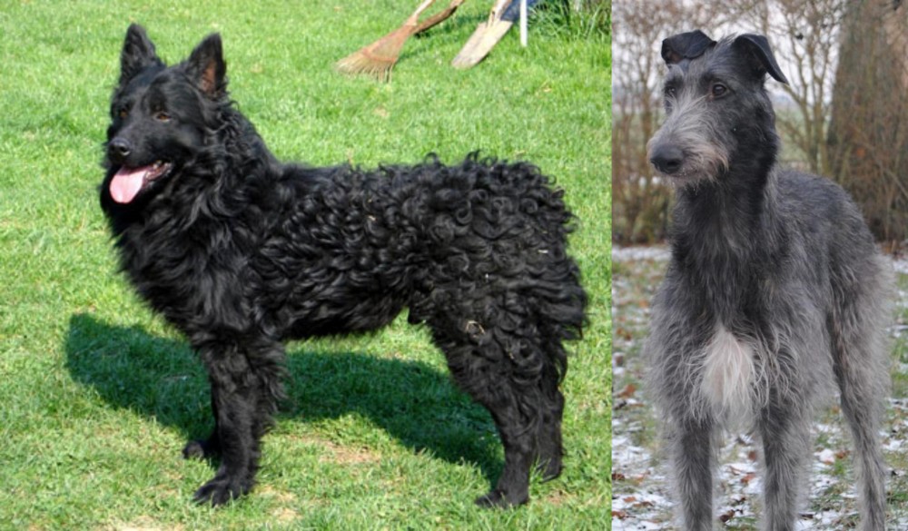 Scottish Deerhound vs Croatian Sheepdog - Breed Comparison