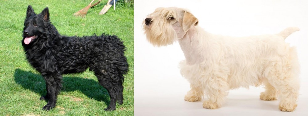 Sealyham Terrier vs Croatian Sheepdog - Breed Comparison
