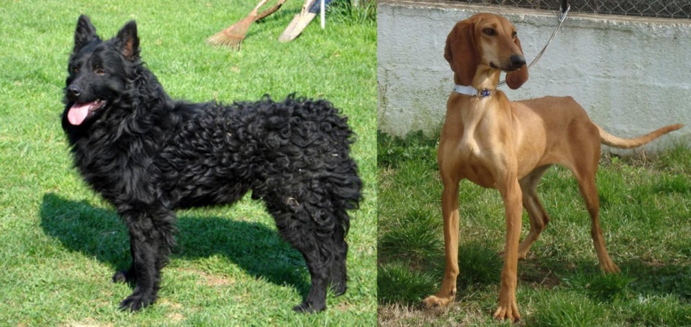 Segugio Italiano vs Croatian Sheepdog - Breed Comparison