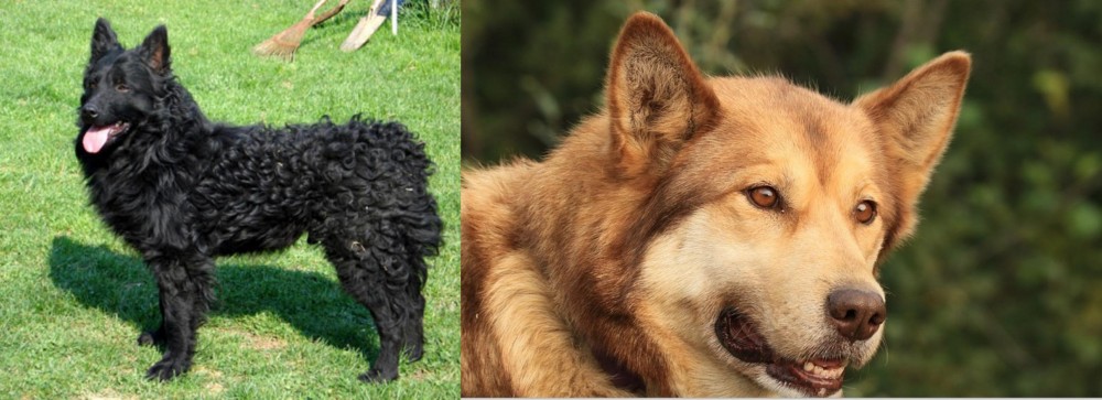 Seppala Siberian Sleddog vs Croatian Sheepdog - Breed Comparison