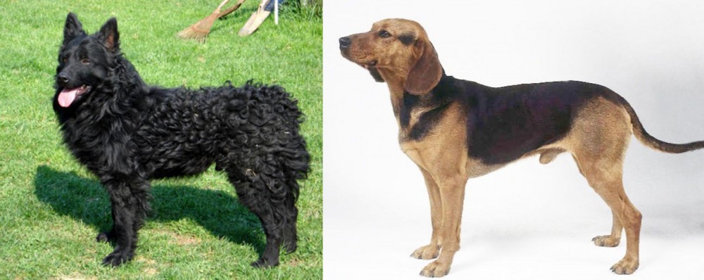 Serbian Hound vs Croatian Sheepdog - Breed Comparison