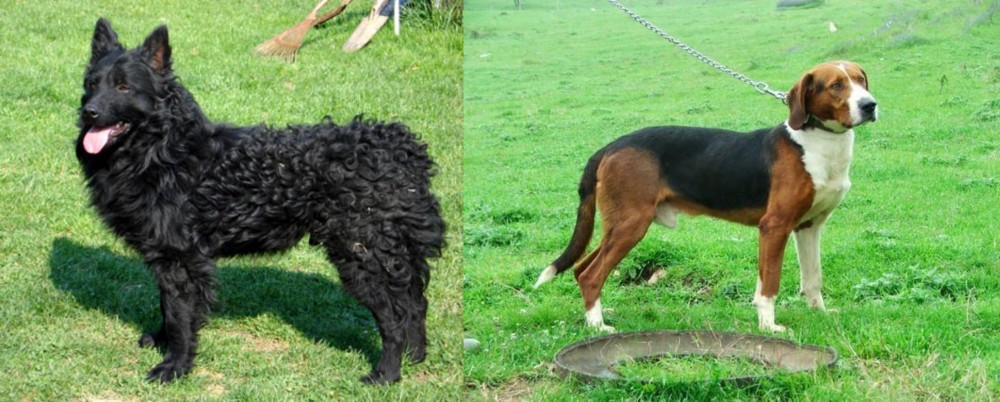 Serbian Tricolour Hound vs Croatian Sheepdog - Breed Comparison