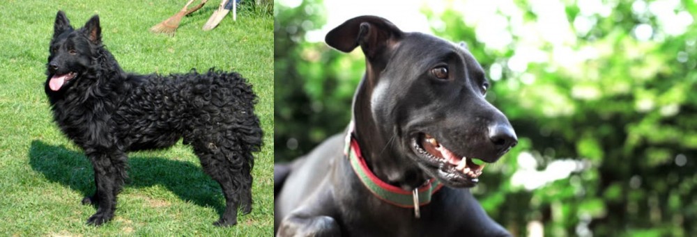Shepard Labrador vs Croatian Sheepdog - Breed Comparison