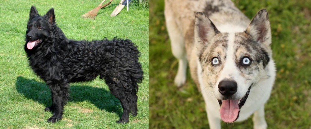 Shepherd Husky vs Croatian Sheepdog - Breed Comparison