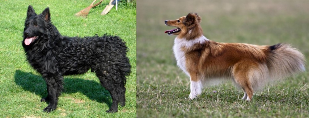 Shetland Sheepdog vs Croatian Sheepdog - Breed Comparison