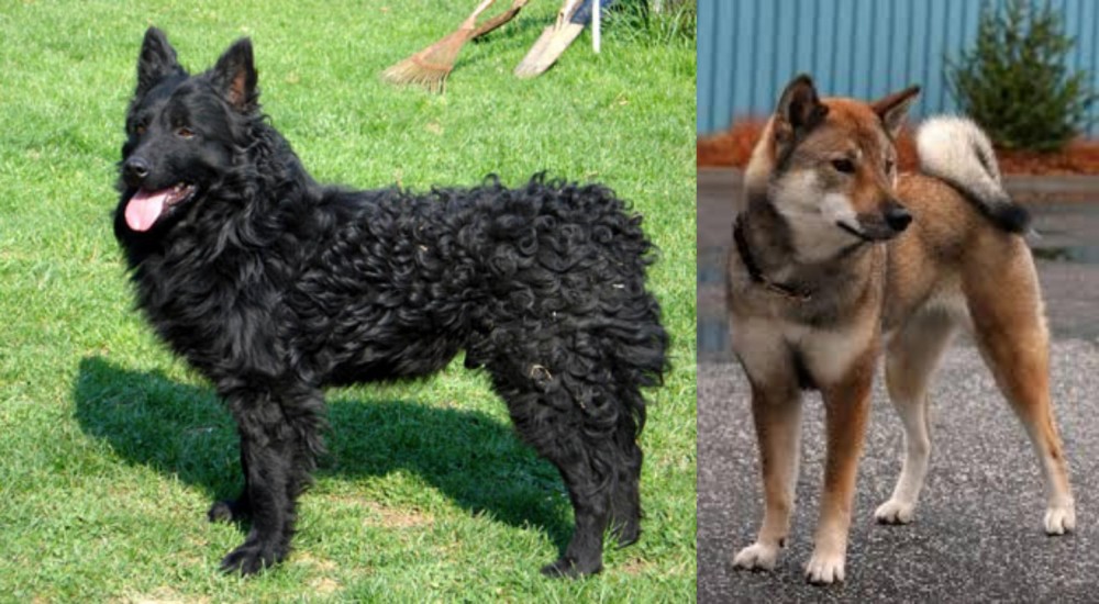 Shikoku vs Croatian Sheepdog - Breed Comparison