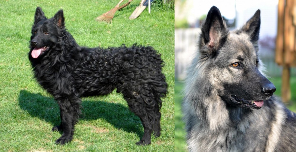 Shiloh Shepherd vs Croatian Sheepdog - Breed Comparison
