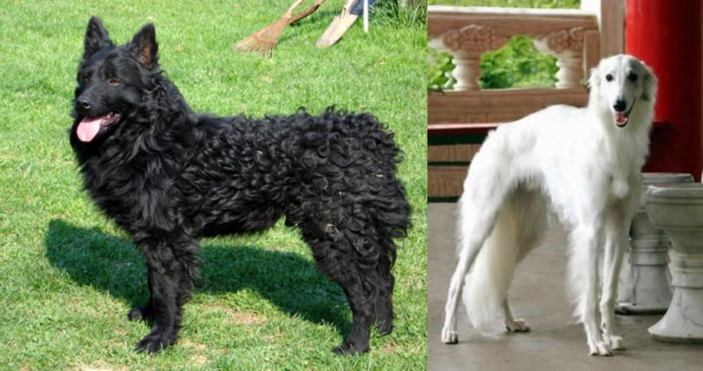 Silken Windhound vs Croatian Sheepdog - Breed Comparison