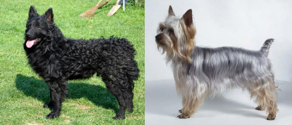 Silky Terrier vs Croatian Sheepdog - Breed Comparison