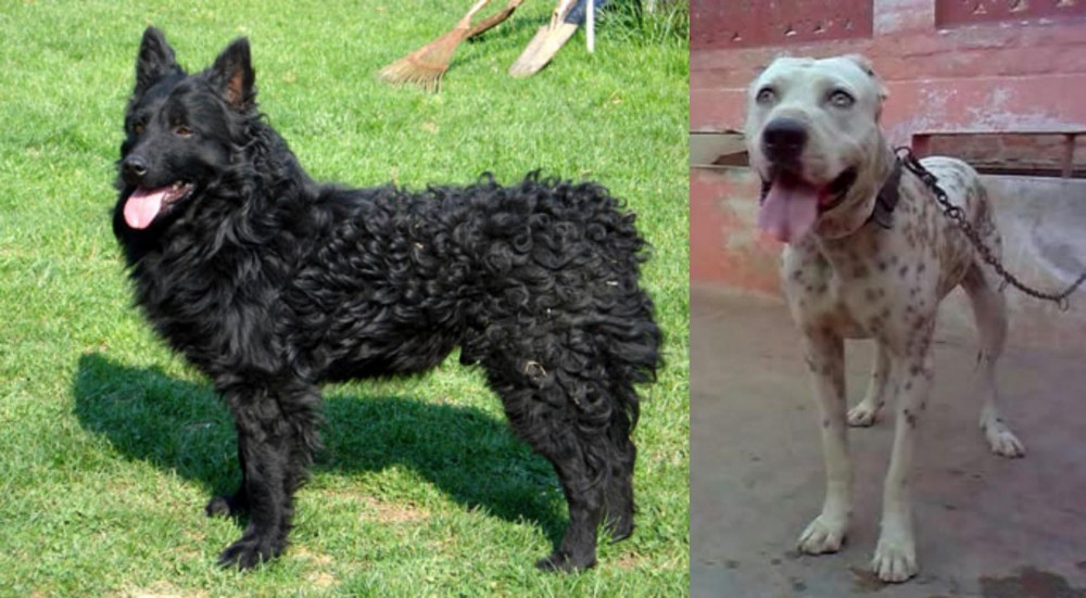 Sindh Mastiff vs Croatian Sheepdog - Breed Comparison