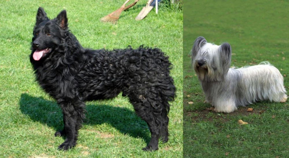 Skye Terrier vs Croatian Sheepdog - Breed Comparison