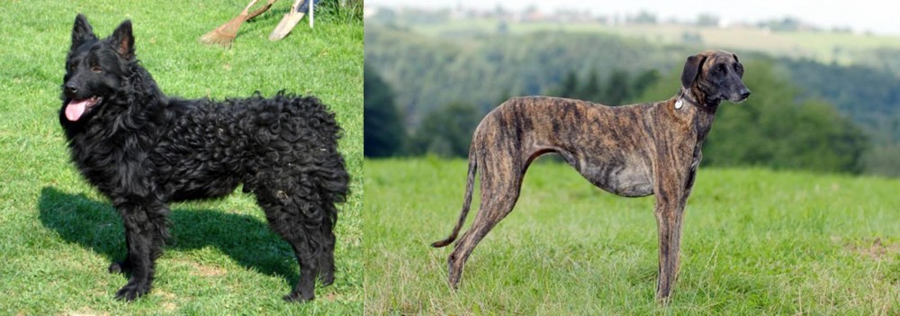 Sloughi vs Croatian Sheepdog - Breed Comparison