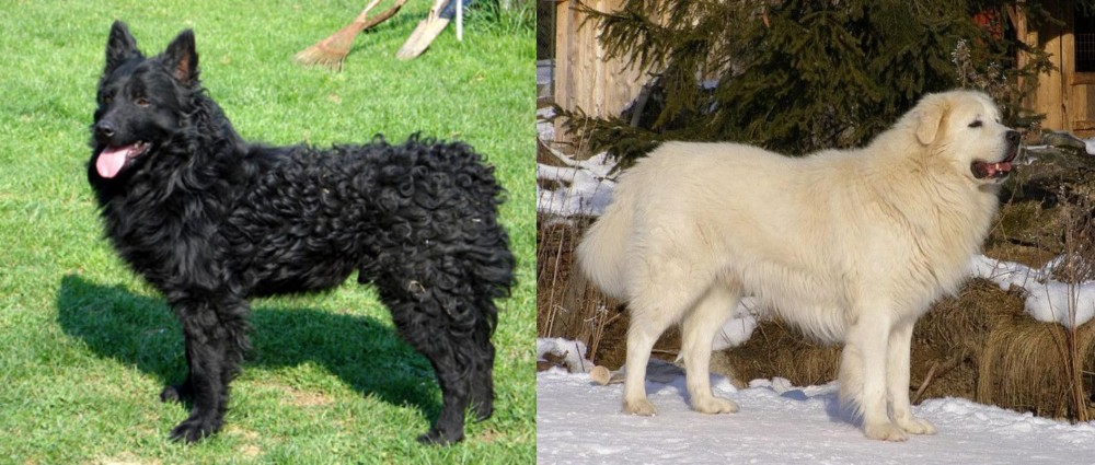 Slovak Cuvac vs Croatian Sheepdog - Breed Comparison