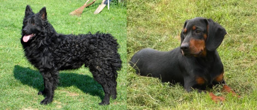 Slovakian Hound vs Croatian Sheepdog - Breed Comparison