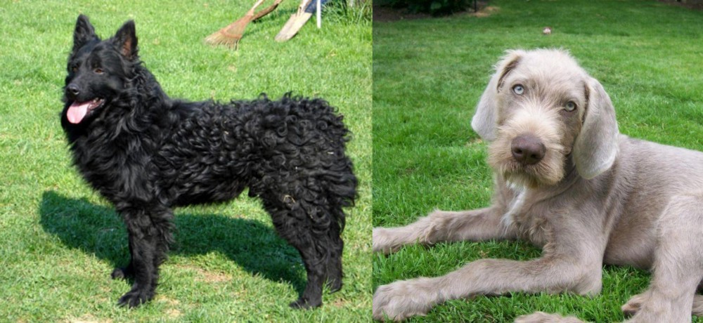 Slovakian Rough Haired Pointer vs Croatian Sheepdog - Breed Comparison