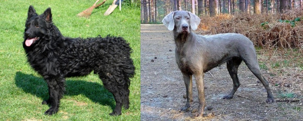 Slovensky Hrubosrsty Stavac vs Croatian Sheepdog - Breed Comparison