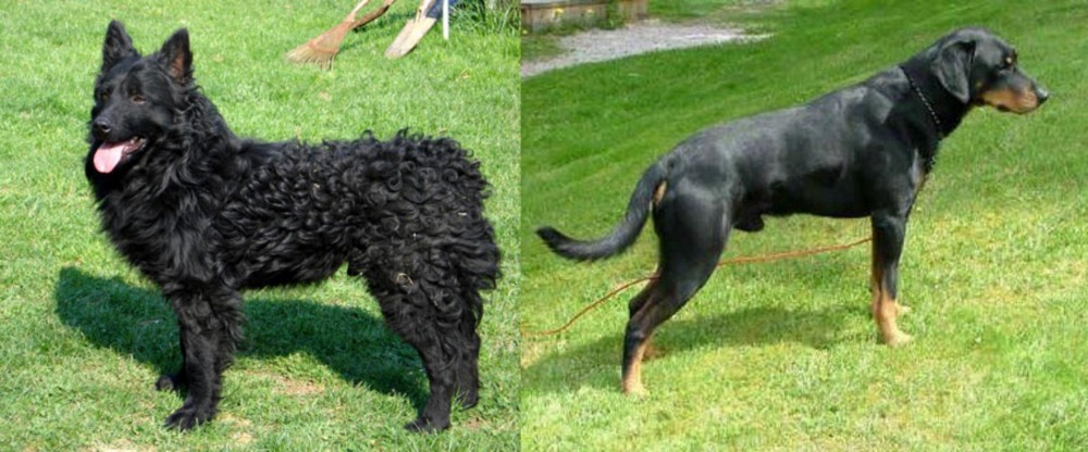 Smalandsstovare vs Croatian Sheepdog - Breed Comparison