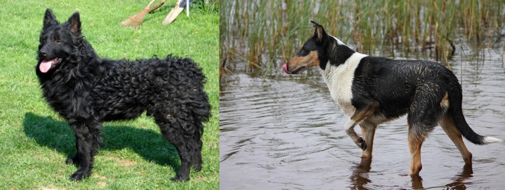Smooth Collie vs Croatian Sheepdog - Breed Comparison